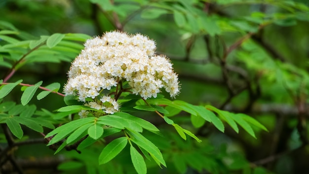 Flores blancas de fresno de montaña en un árbol entre hojas verdes