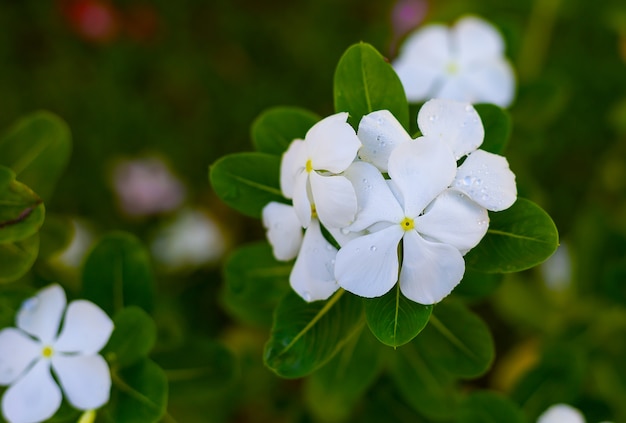 Flores blancas y gotas de agua en el jardín.