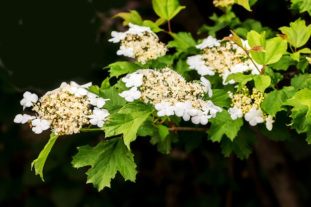 Flores blancas guelder rose sobre fondo negro. Floración de guelder rose_