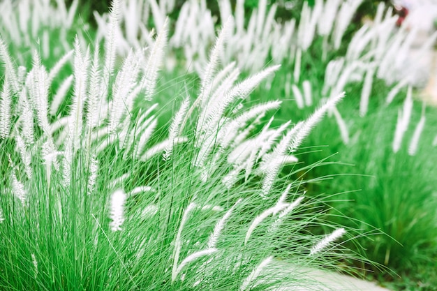 Flores blancas de la hierba en campos de hierba verde