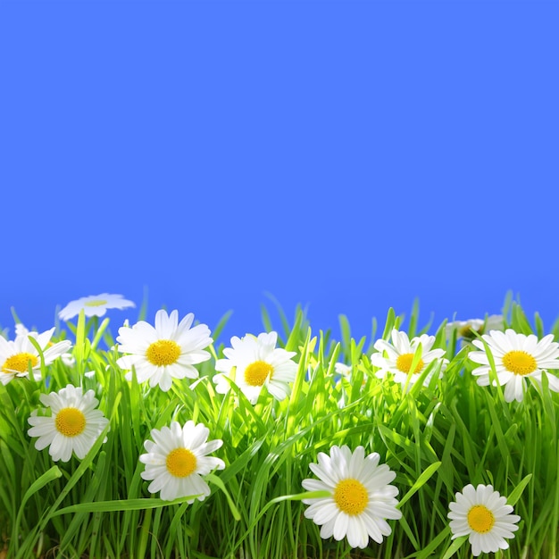 Flores blancas con hierba y copyspace sobre fondo azul.