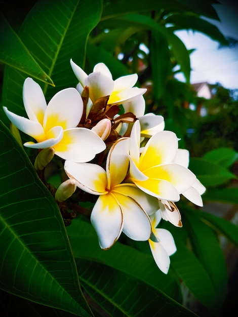 Foto flores blancas con hojas