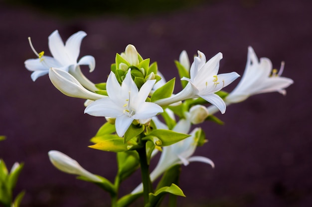 Flores blancas de la hosta en un oscuro