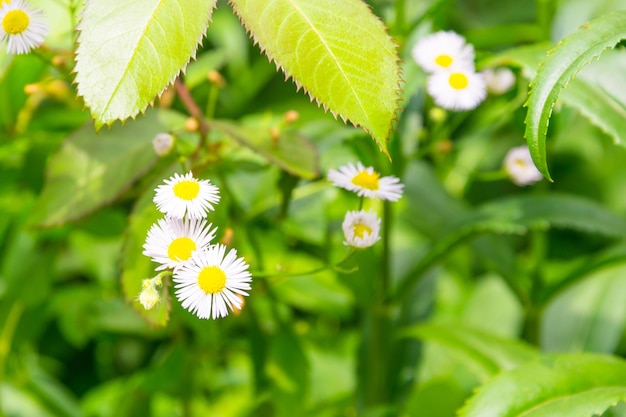 Flores blancas del jardín de la manzanilla de la margarita alemana de la manzanilla