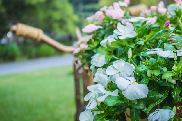 Flores blancas en el jardín