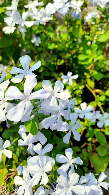 Flores blancas en el jardín