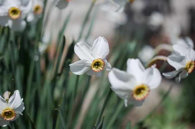 Flores blancas en el jardínxA