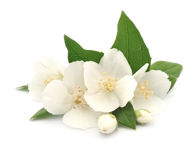 Flores blancas de jazmín aislado en blanco