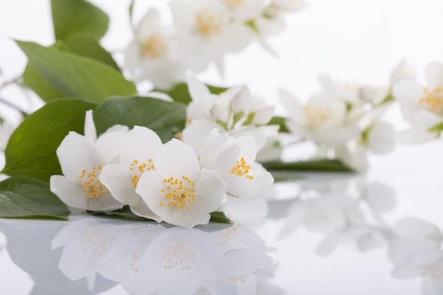 Flores blancas de jazmín en el blanco.