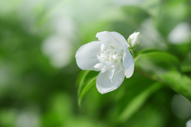 flores blancas de jazmín doble en una rama con hojas día de verano