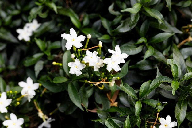 Foto flores blancas de jazmín estelar