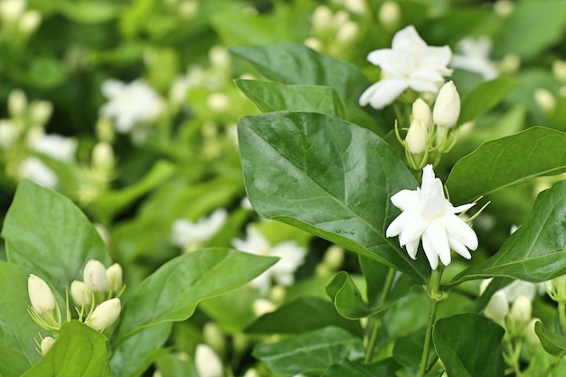 Flores blancas de jazmín en tropical.