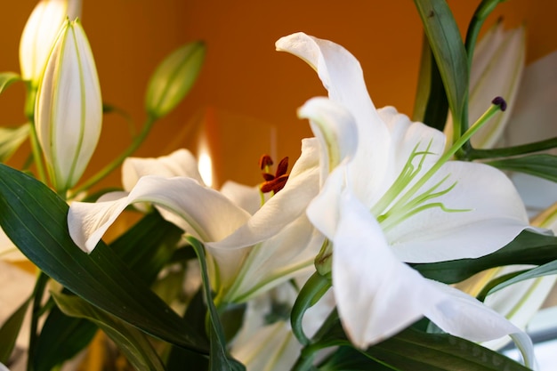 Foto flores blancas de lirio con hojas verdes.