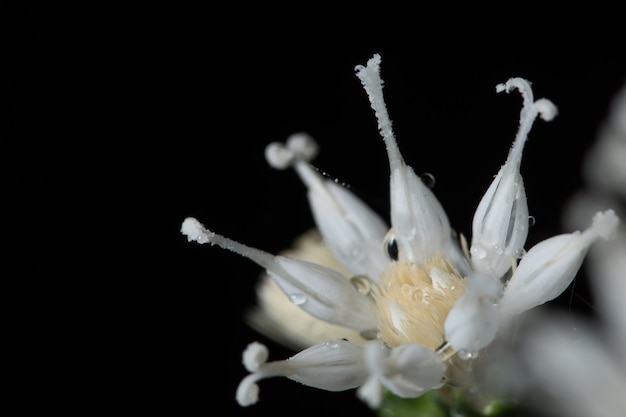 Flores blancas macro