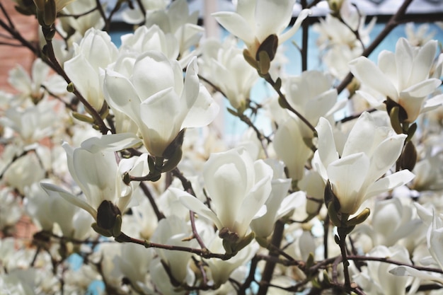 Flores blancas de la magnolia