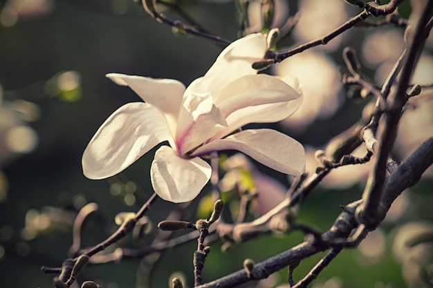 flores blancas magnolias