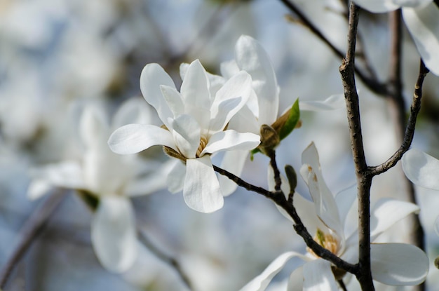 flores blancas magnolias