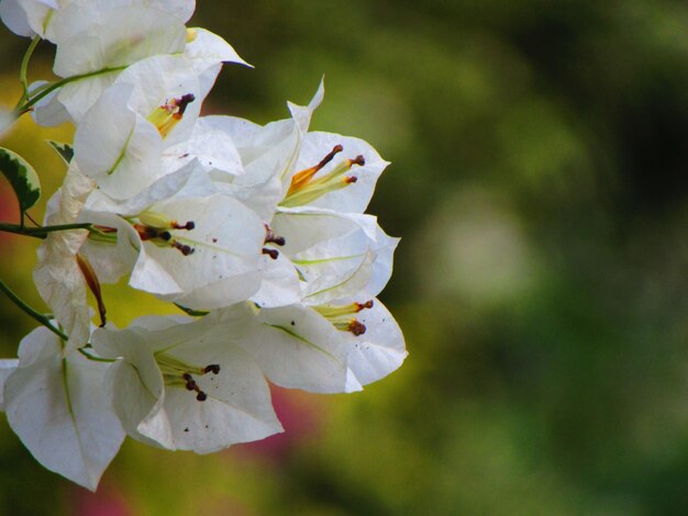 Flores blancas por la mañana