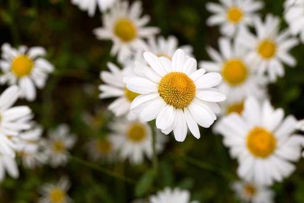 Foto las flores blancas de la manzana en el fondo