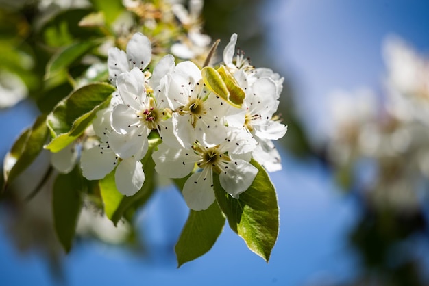 Foto flores blancas de un manzano contra un cielo azul. floración primaveral de plantas aromáticas. día cálido y soleado. de cerca.