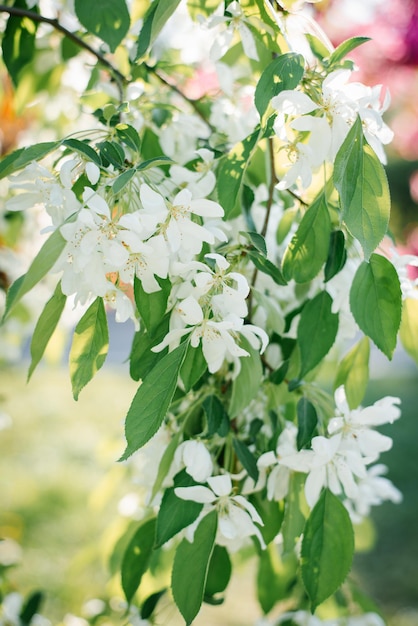 Las flores blancas del manzano decorativo florecen en un día soleado de primavera