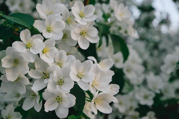 Flores blancas de un manzano en flor con follaje verde alrededor.