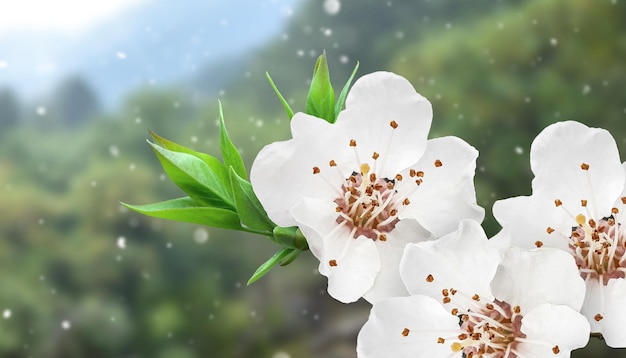 Flores blancas de un manzano a la luz del sol Banner con fondo de primavera