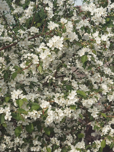 Flores blancas de manzano a principios de primavera