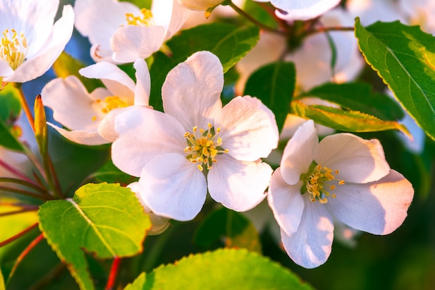 Flores blancas de manzano