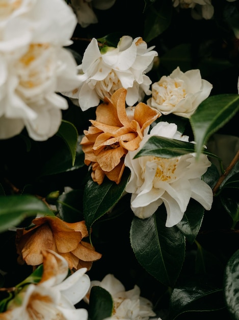 Flores blancas y marrones de la camellia japonica