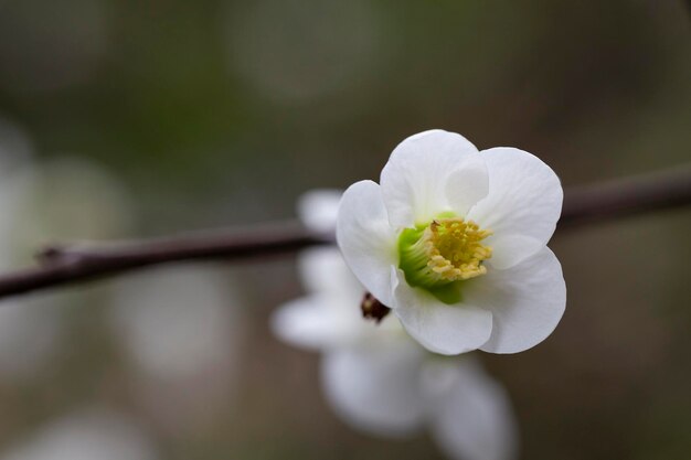 Flores blancas de membrillo japonés Fondo floral de primavera