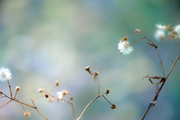 Flores blancas mullidas sobre fondo turquesa. abstracción