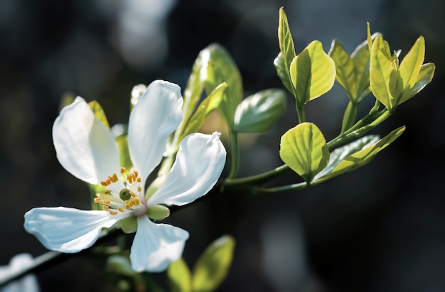 Las flores blancas de la naranja trifoliada, poncirus trifoliata o citrus trifoliata también se conocen como naranja amarga japonesa, naranja resistente o naranja amarga china.