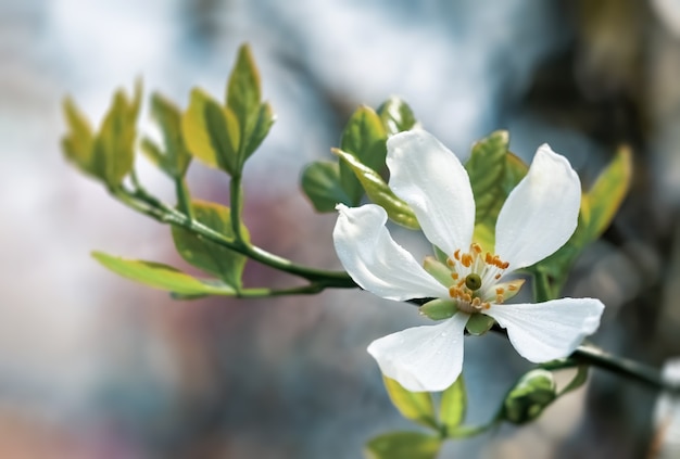 Las flores blancas de la naranja trifoliada, poncirus trifoliata o citrus trifoliata también se conocen como naranja amarga japonesa, naranja resistente o naranja amarga china.