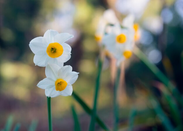 Flores blancas de narciso sobre un fondo verde borroso