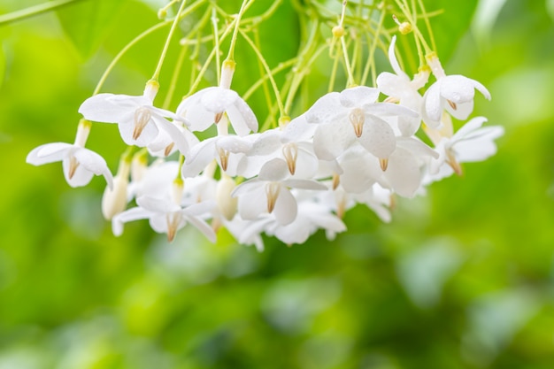 flores blancas en la naturaleza borrosa