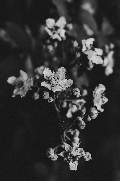 Flores blancas y negras