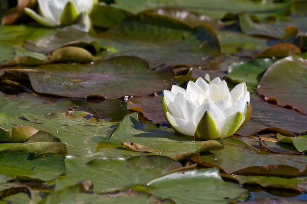 Foto flores blancas de nenúfar en el lago