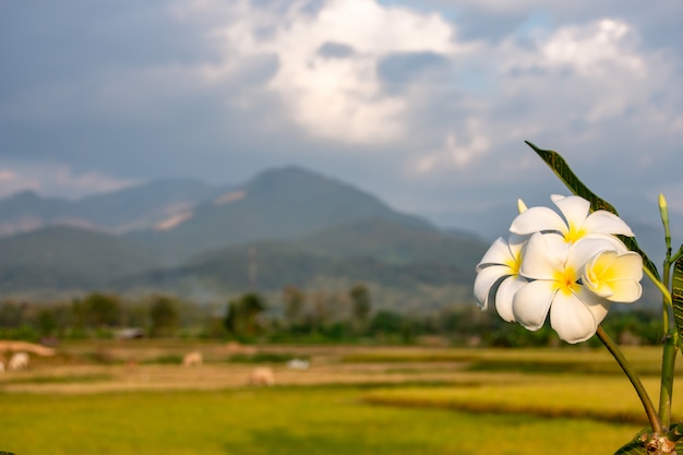 Flores blancas o Plumeria obtusa y arrozales en el país.