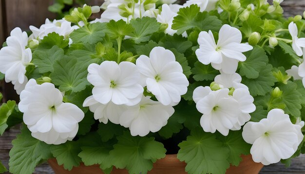 Foto flores blancas en una olla que dice geranio