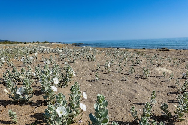 Flores blancas en la orilla del Mar Caspio en Daguestán Rusia