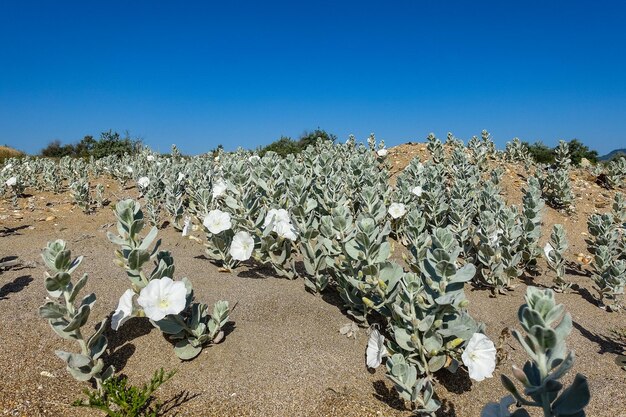 Flores blancas en la orilla del Mar Caspio en Daguestán Rusia