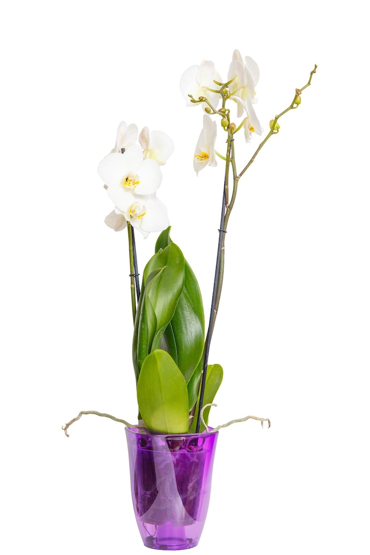 Foto flores blancas de orquídeas vivas.