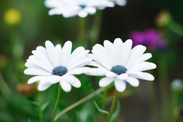 Flores blancas de osteospermum crecen en el jardín.