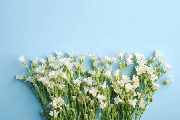 Flores blancas de pamplina oreja de ratón