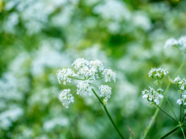 Flores blancas en el parque al aire libre