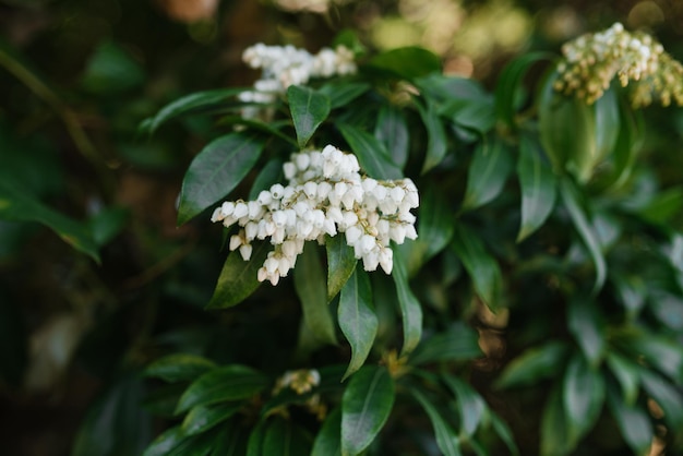 Las flores blancas de pieris japonica florecen en primavera en el jardín