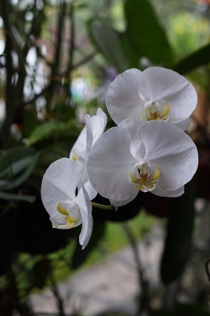 Las flores blancas de la planta de la orquídea de la luna Las flores blanchas de la plantilla de la orchidea de la luna