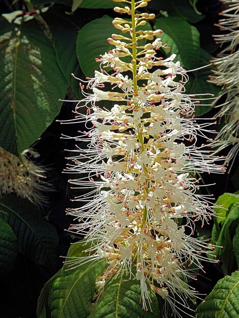 Foto flores blancas en la planta