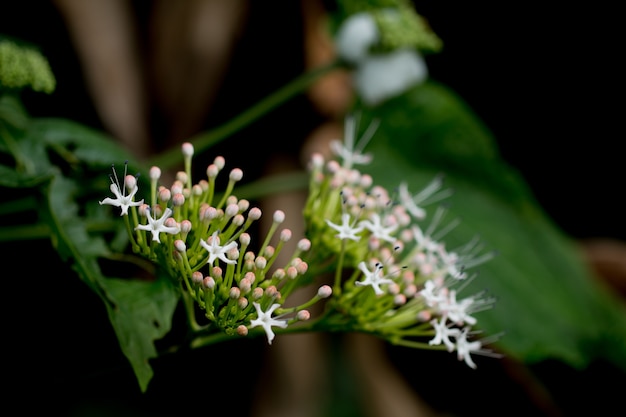 Flores blancas en la planta